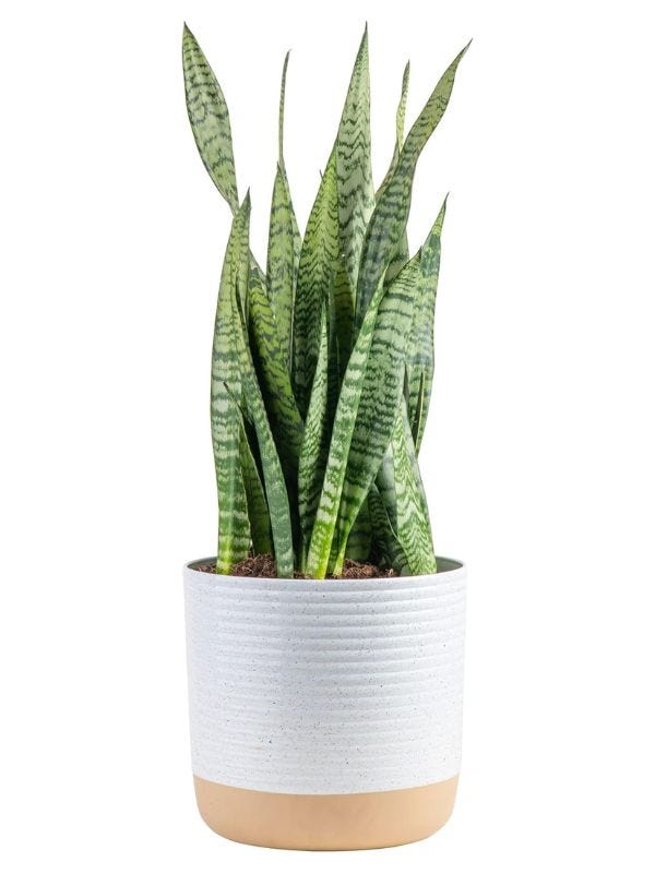 snake plant in a white planter